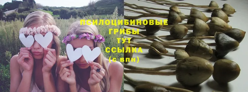 Псилоцибиновые грибы Psilocybe Ладушкин